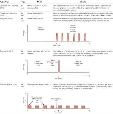 Dynamic Load Model Systems of Tendon Inflammation and Mechanobiology